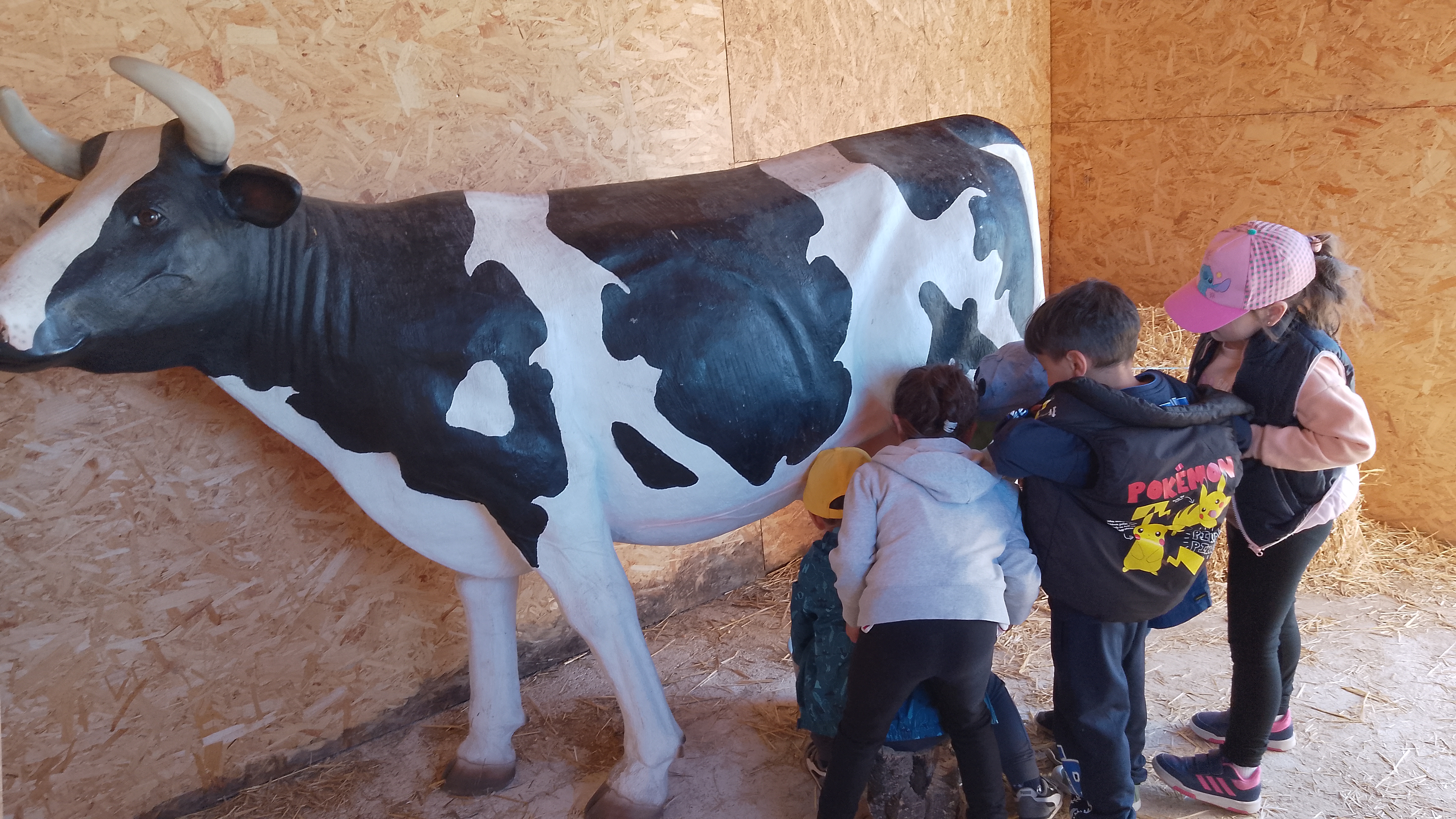 vaca